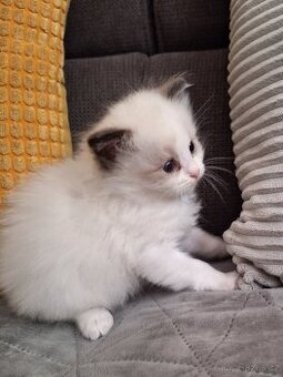 Koťátko Ragdoll s PP