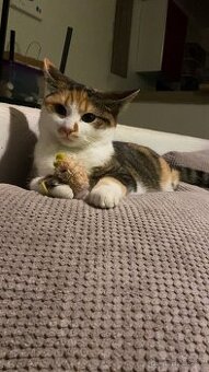 Kočky do dobrých rukou.