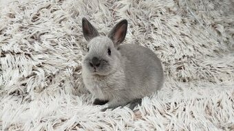 Zakrslý králík, králíček - SUZIE