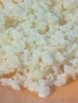 Tibetská kefírová houba