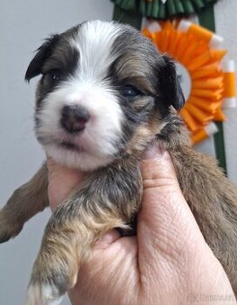 Havanský psík s PP ( plemeno z řady bišonků)