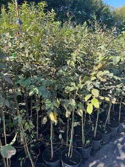 Habr obecný - kontejnerovaný 120-150 cm/5L