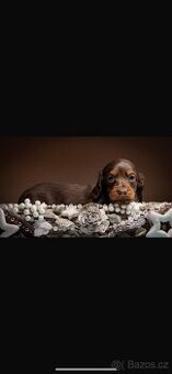 Trpasličí dlouhosrstý jezevčík