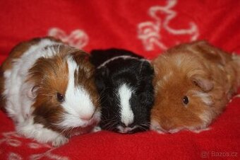 Morčátka krátkosrstá a dlouhosrstá