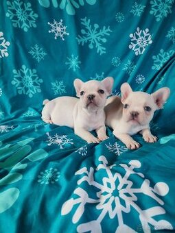 Francouzský buldoček