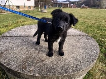 Kříženec border kolie