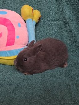 Mini miminka k odběru