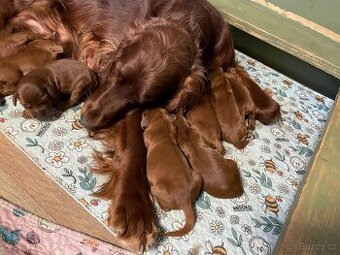 Irský setr štěňata s PP