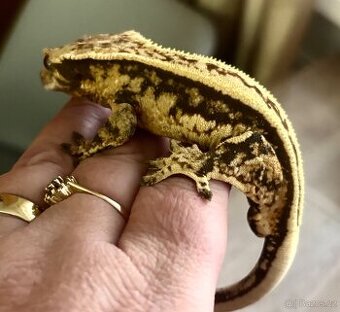 Pagekon rasnaty - samec Full Pinstripe 25g