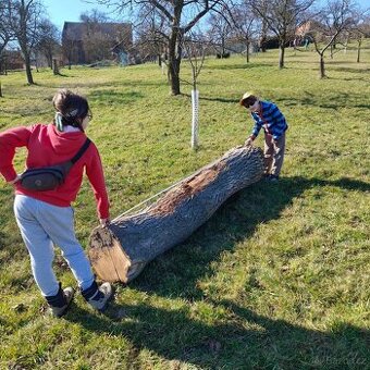 Prodám kmen ořechu