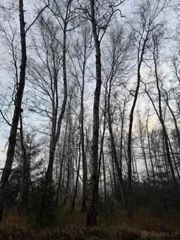 Prodám pozemky v k.ú. Břehy (2)