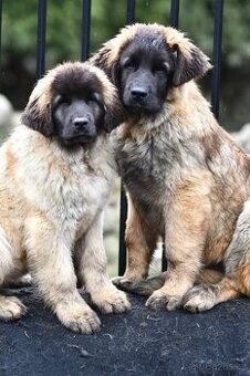 Leonberger s PP