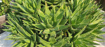 kaktus ALOE - v průměru má 110 cm