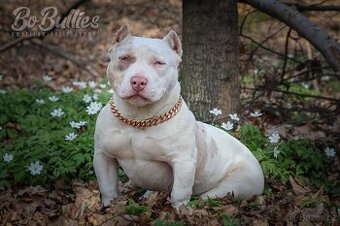 American bully pocket ABKC fenka na prodej - 1