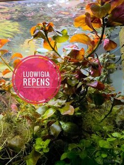 Ludwigia repens