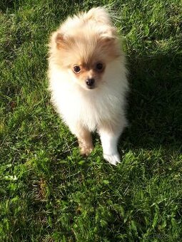 Pomeranian s pp