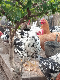 Prodám kohouty vlaška exchequer