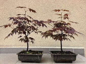 Bonsai, Bonsaj, japonský javor, skalky 2ks
