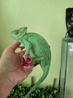 Chameleon jemenský