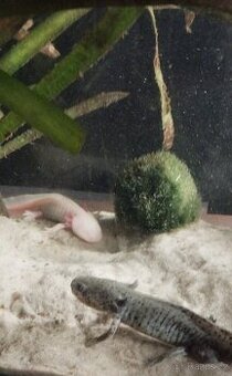 Axolotl Mexický - 1