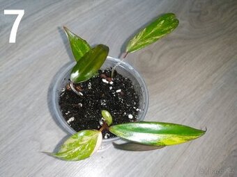 Philodendron Strawberry Shake - Malá rostlinka - 1