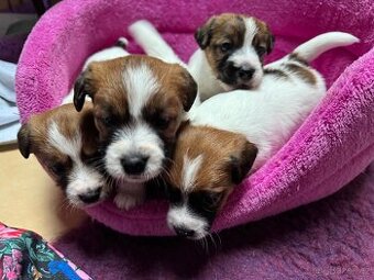 Jack Russel terier - stenata s prukazem puvodu
