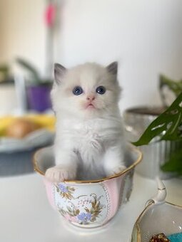 Ragdoll z PO