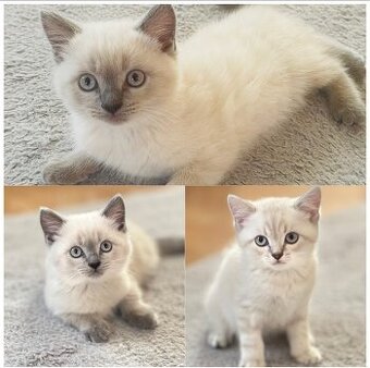 Krásná britská koťátka k odběru – 3 kocourci, 2 měsíce