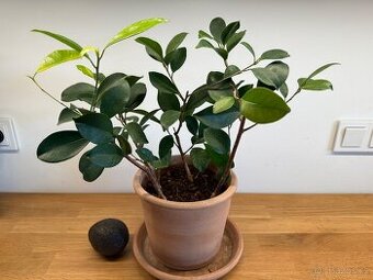 Ficus (bonsaj) - 3 kusy