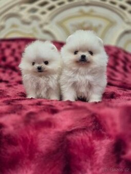 Pomeranian mini