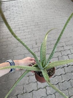 Aloe vera