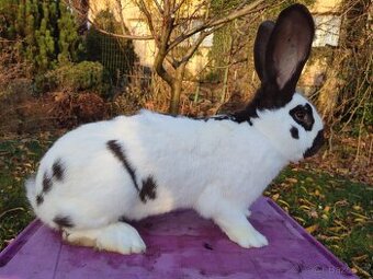 Německý obrovitý strakáč havanovitý