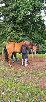 Prodáme 19 letého valáška