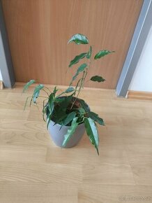 Ficus benjamina. pokojová rostlina