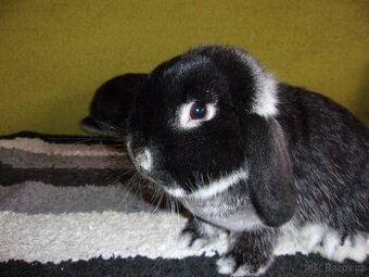 Zakrslý beran bílopesíkatý černý