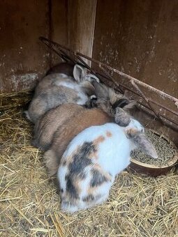 🐰 Rozkošní zakrslí beránci – holky & kluci, 9 týdnů 🐰