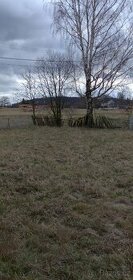 Tráva, seno, pastva, pole, zahrada.Umístění ovcí nebo koz