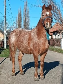 Sportovy pony kobylu