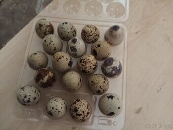 Prodej s vlastního chovu