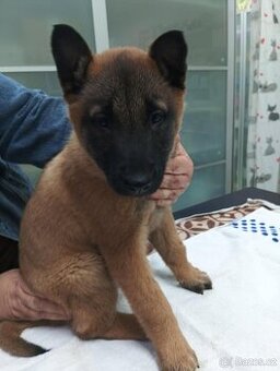 Belgický ovčák malinois