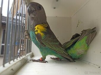 Papoušek žlutotemenny