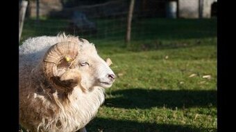 Prodám berana – ovce ouessantská