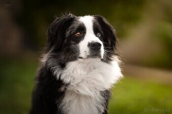 Blue merle bi Miniaturní Americký ovčák / Australský ovčák