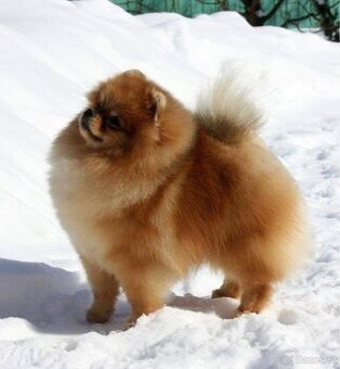 Pomeranian holka Kulička