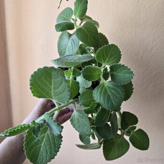 Rýmovník, dvě sadičky v kelímku