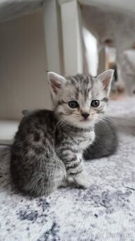 Britská kočka na prodej 🐱