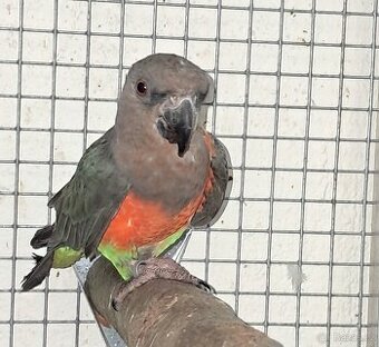 Poicephalus rufiventris,alex.maly ,pyrura modrobrady