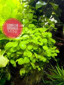 Lobelia cardinalis mini