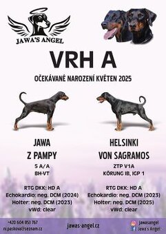 štěňata dobrmana s PP- vrh A (Jawa's Angel)