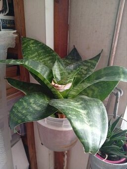 PRODEJ - Pokojovka Sansevieria